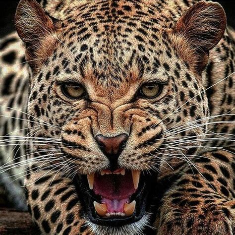 Angry Leopard Face