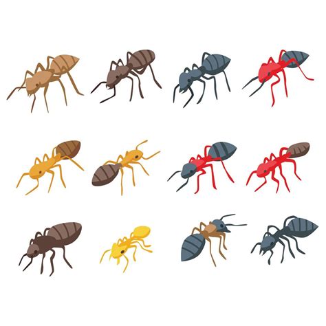 How to Identify Different Types of Ants | Family Handyman