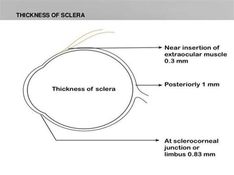 Sclera Anatomy