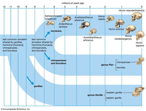 Homo Sapiens Evolution Timeline