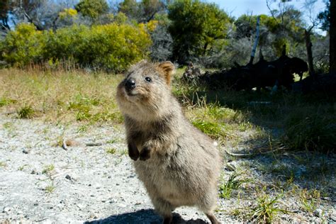 Wild Animals In Australia