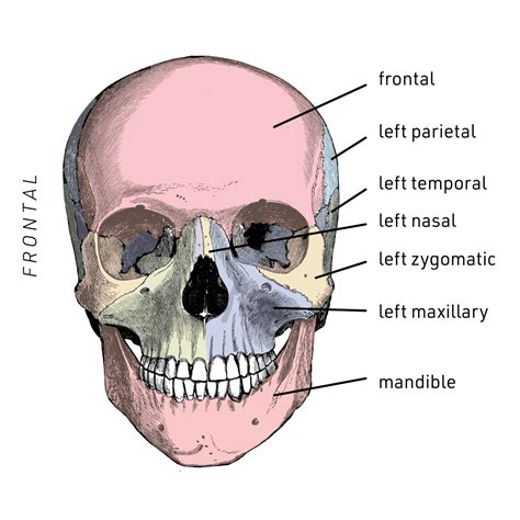 Human Anatomy Bones Labeled