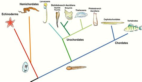 Chapter 25 - Chordates