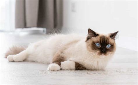 Calico Ragdoll Cat (Everything You Need To Know About Calico Ragdoll ...