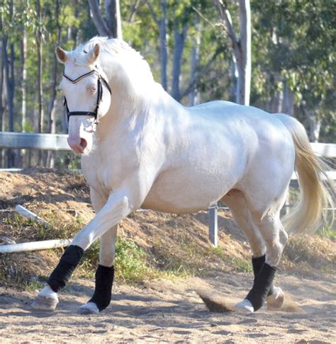 Signature Armaani | Warmblood | Stallion Services for sale in Churchable QLD | Horse Deals