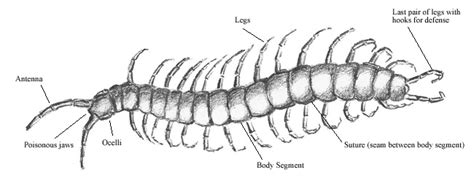 Biology of the Centipede