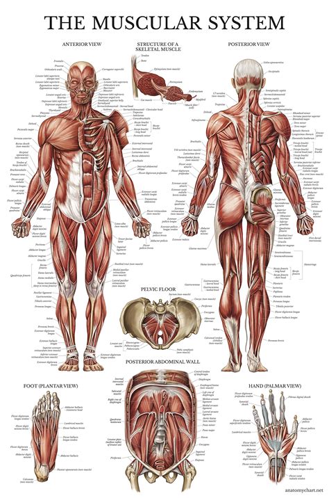 Buy Palace Learning Muscular System Anatomical - LAMINATED - Muscle ...