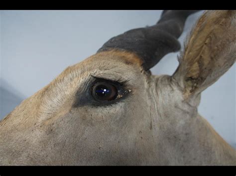 20th Century Large African Giant Eland Taxidermy Shoulder Mount Antlers