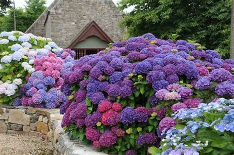 20 Ideas for Outdoor Home Decorating with Hydrangeas Adding Exotic Feel ...