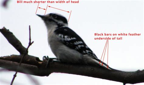 Downy versus Hairy Woodpecker – Michigan Birder