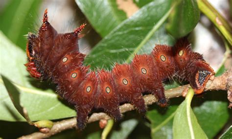 imperial moth - Eacles imperialis imperialis (Drury, 1773)