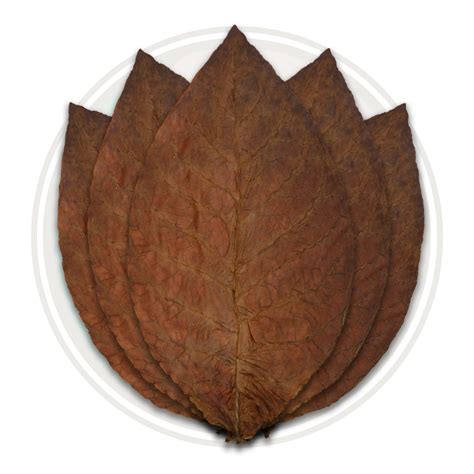 Ecuadorian Corojo Warpper - Tobacco Leaves Ecuadorian Grown Cigar Wrappers - Cigar Leaf