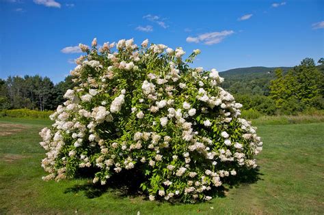 11 Best Trees and Shrubs With White Flowers