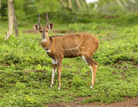 Bushbuck | African antelope, forest dweller, spiral horns | Britannica