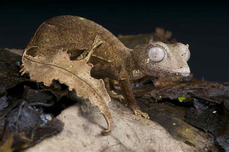 Satanic Leaf-Tailed Gecko Facts