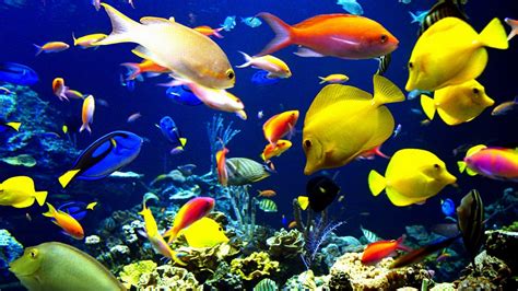 Nature animals sealife tropical fishes color underwater sea ocean coral reef wallpaper ...