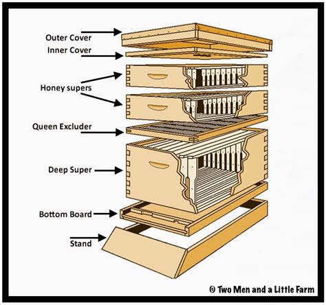 Diagram Of Beehive