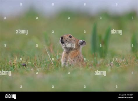 Plateau pika hi-res stock photography and images - Alamy