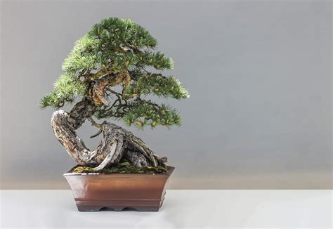 What Does the Bonsai Tree Symbolize? - Symbol Sage