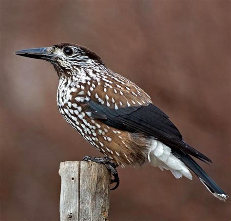 Pin de Edgardo Banda Baldazo em Animales | Pássaros, Animais, Aves