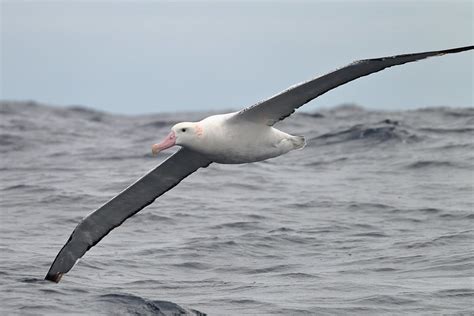 Wandering Albatross Molt | BirdNote