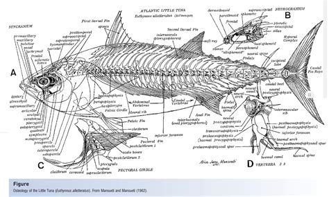 Skeleton of Fishes