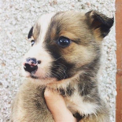 Welsh Sheepdog Puppies For Sale | Los Angeles, CA #172128