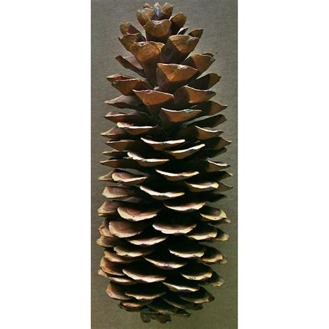 Natural Brown Sugar Pine Cones - Very Long Pine cones -- Case of 25 pine cones - Walmart.com ...