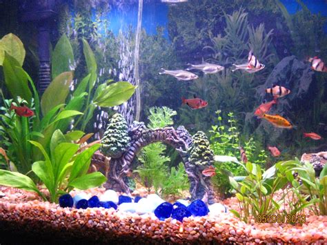 Freshwater Tropical Fish Tank