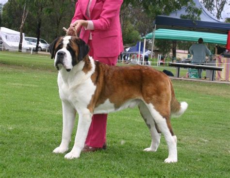 St Bernard: Dog Facts, Breed Information and Care Tips - Dogslife. Dog Breeds Magazine