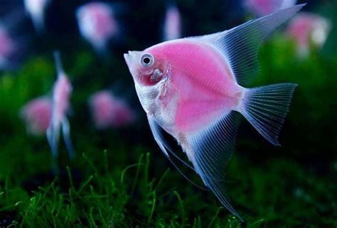 Animals in the News | Beautiful fish, Pink fish, Beautiful sea creatures