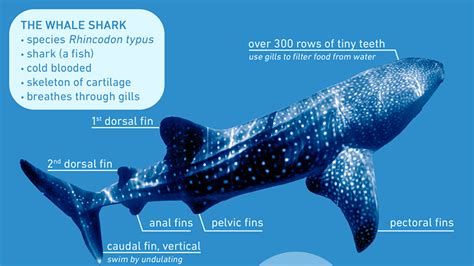 Infographic: Whale Shark – One World One Ocean