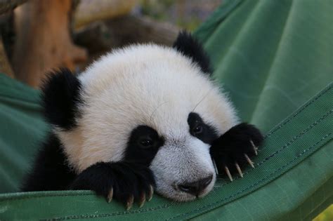 At eight months old, Toronto Zoo panda cubs starting to like bamboo - CityNews Toronto