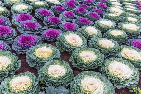 50 Pcs Flowering Cabbage Seeds Ornamental Cabbage BRASSICA OLERACEA/ FL150 - Etsy