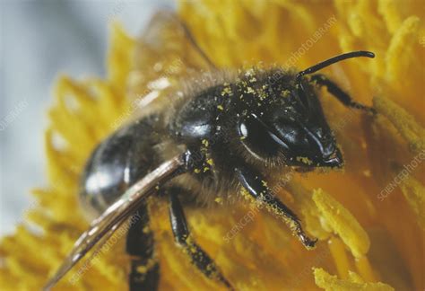 Bee pollination - Stock Image - B786/0678 - Science Photo Library