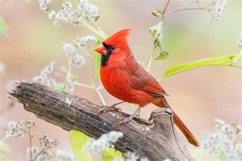 Cardinalidae: Cardinals – birdfinding.info