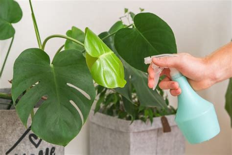 How to Use Neem Oil for Plants to Get Rid of Pests