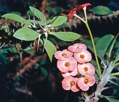 Crown of thorns | Plant, Description, & Meaning | Britannica