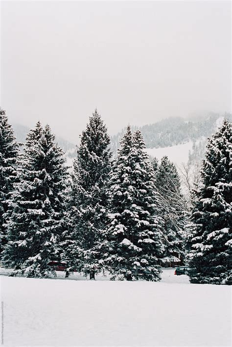 "Landscape Of Snowy Pine Trees" by Stocksy Contributor "Daniel Kim Photography" - Stocksy