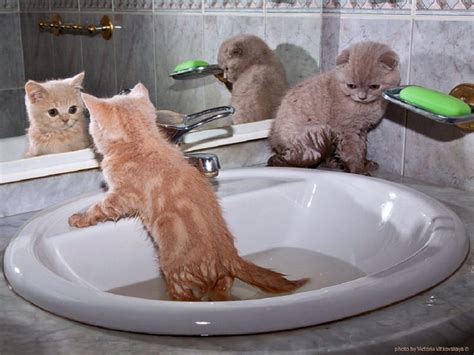 Kittens playing water, kittens, interesting, water, fun, HD wallpaper | Peakpx