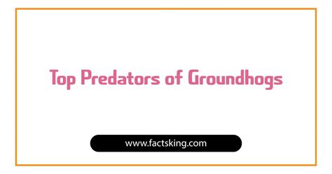 Top 8 Predators of Groundhogs that Eat Groundhogs - FactsKing.com