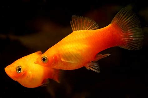 Platy Fish Care Guide - Diet, Breeding & More » Petsoid