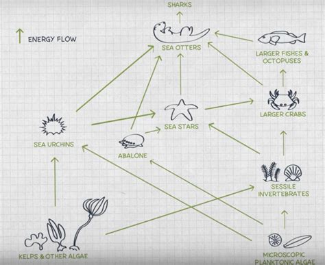 Sea Otter Food Web