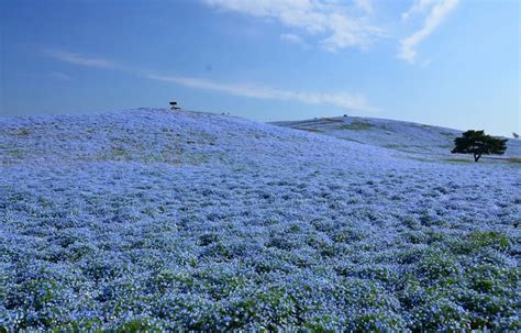 4.5 Million Flowers Keep This Park Blue | All About Japan