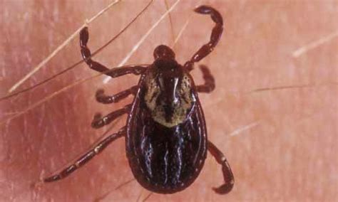 American dog tick - Dermacentor variabilis (Say)