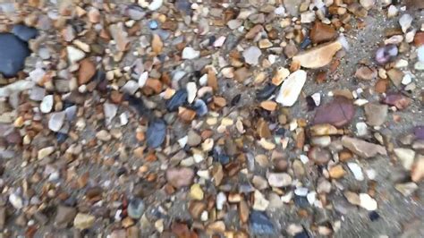 Found many fossils in Charmouth beach - YouTube