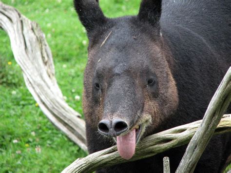 Mountain Tapir