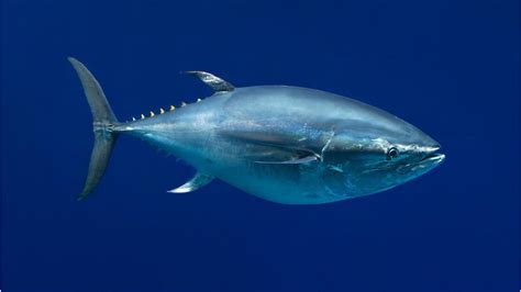 Pacific bluefin tuna, Open Waters, Fishes, Thunnus orientalis at the Monterey Bay Aquarium