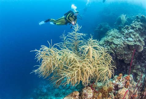 Diving at the Great Blue Hole - Belizean travel