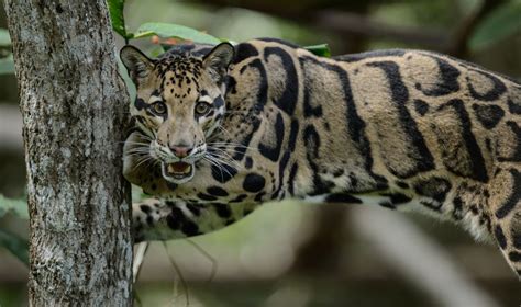 Clouded Leopard (Neofelis nebulosa) | about animals